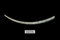 藏品(青象牙貝)的圖片